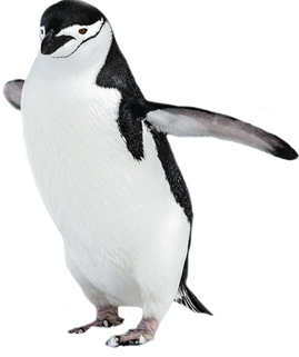 Penguin 2 (resized)