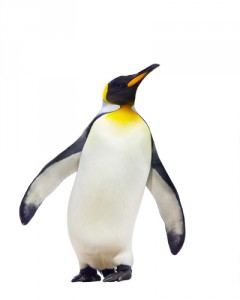 Penguin 2016